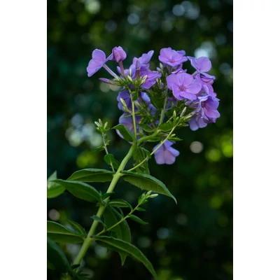 Phlox paniculata 'Sweet Summer Ocean' – Bugás lángvirág