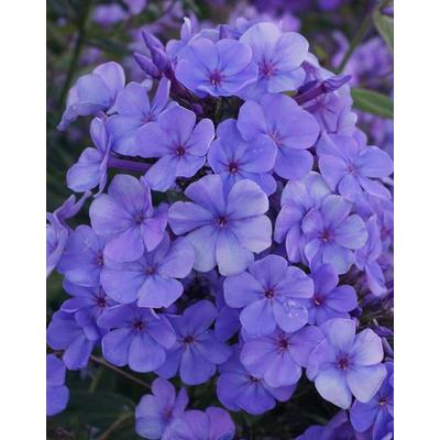 Phlox paniculata 'Sweet Summer Ocean' – Bugás lángvirág