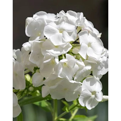 Phlox paniculata 'Sweet Summer Snow' – Bugás lángvirág