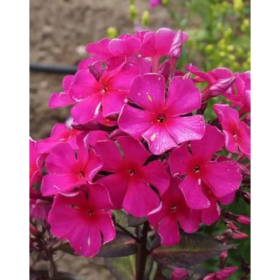 Phlox paniculata 'Sweet Summer Wine' – Bugás lángvirág