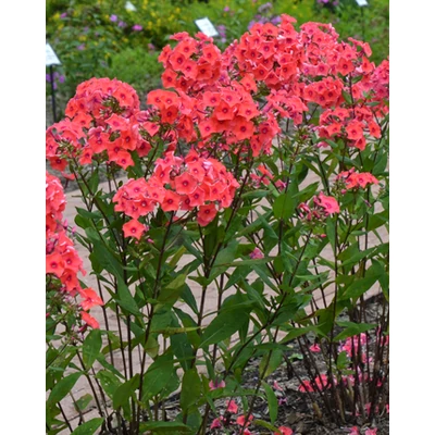 Phlox paniculata 'Tequila Sunrise' – Bugás lángvirág