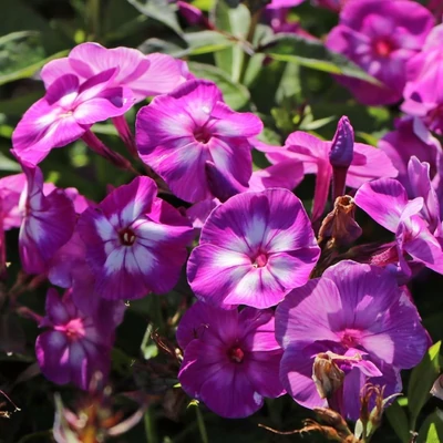 Phlox paniculata 'Uspech' (syn.: 'Laura') – Bugás lángvirág