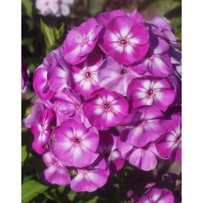 Phlox paniculata 'Wilhelm Kesselring' – Bugás lángvirág