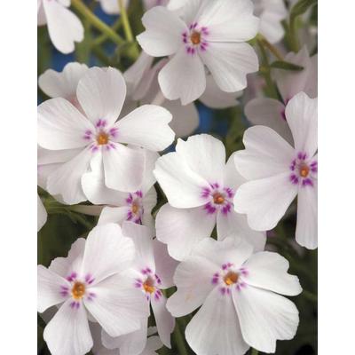 Phlox subulata 'Amazing Grace White with Eye' – Árlevelű lángvirág