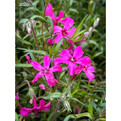 Phlox subulata 'Atropurpurea' - Piros árlevelű lángvirág