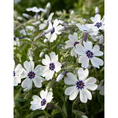 Phlox subulata 'Bavaria' - Halványkék árlevelű lángvirág