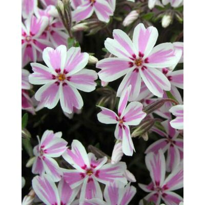 Phlox subulata 'Candy Stripes White with Pink Stripes' – Árlevelű lángvirág