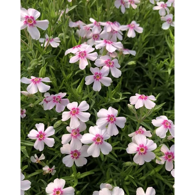 Phlox subulata 'Coral Eye' – Árlevelű lángvirág