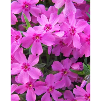 Phlox subulata 'Crimson Beauty' – Árlevelű lángvirág