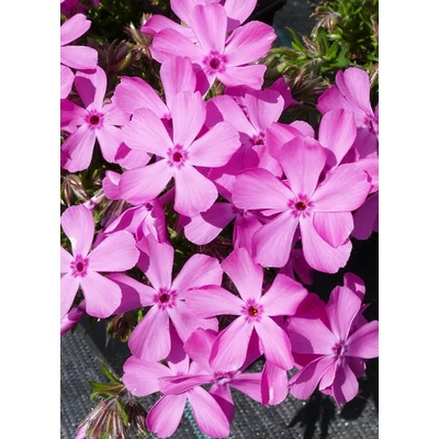 Phlox subulata 'Drummond Pink' – Árlevelű lángvirág