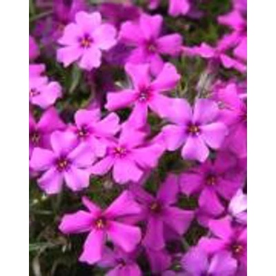 Phlox subulata 'Early Spring Dark Pink' – Árlevelű lángvirág