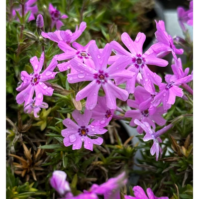 Phlox subulata 'Fort Hill Deep Pink' – Árlevelű lángvirág