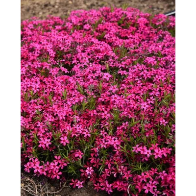 Phlox subulata 'Red Wings' – Árlevelű lángvirág