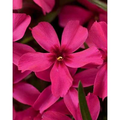 Phlox subulata 'Scarlet Flame' – Árlevelű lángvirág