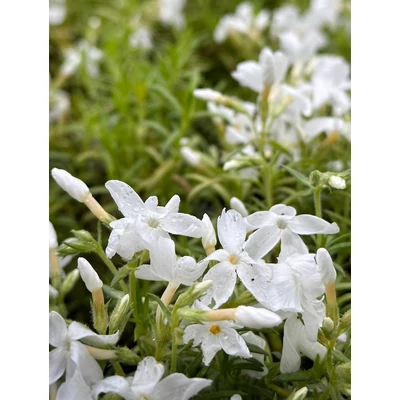 Phlox subulata 'White Delight' - Árlevelű lángvirág