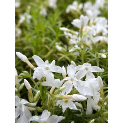 Phlox subulata 'White Delight' - Fehér árlevelű lángvirág
