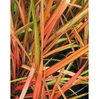 Phormium 'Apricot Queen' – Vászonfű, vászonliliom