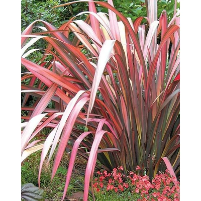 Phormium 'Evening Glow' – Vászonfű, vászonliliom