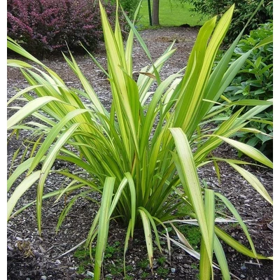 Phormium 'Golden Sword' – Vászonfű, vászonliliom