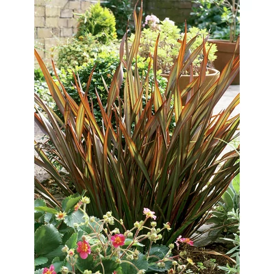 Phormium 'Jack Spratt' – Vászonfű, vászonliliom