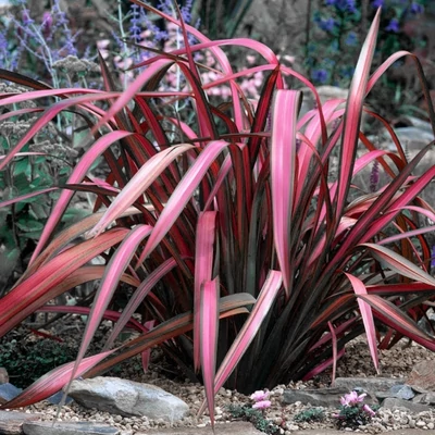 Phormium 'Pink Panther' – Vászonfű, vászonliliom