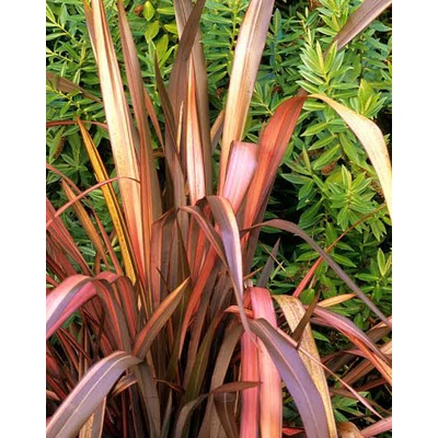 Phormium 'Rainbow Sunrise' – Vászonfű, vászonliliom