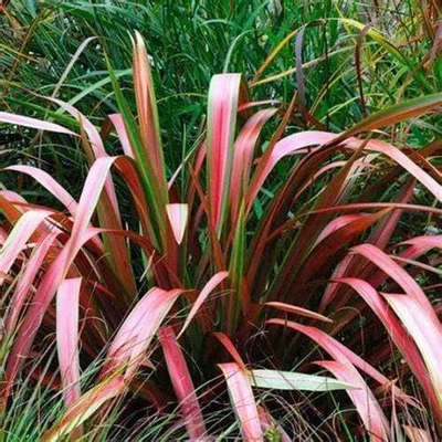 Phormium tenax 'Jester' - Újzélandi liliom