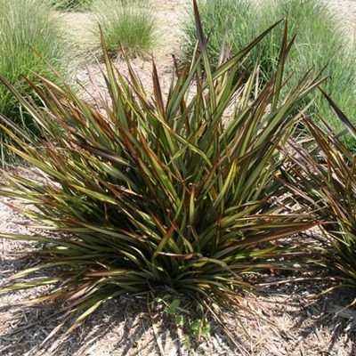 Phormium 'Tom Thumb' – Vászonfű, vászonliliom