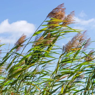 Phragmites australis – Közönséges nád