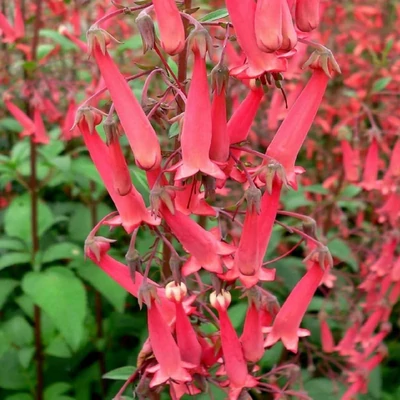 Phygelius aequalis 'Cherry Ripe' – Folyóharang, fokföldi fukszia