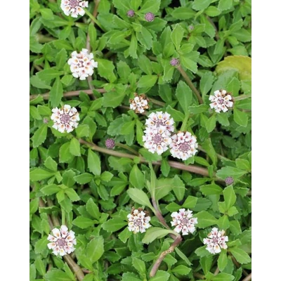 Phyla nodiflora 'Summer Pearls' – Texasi békagyümölcs, szőnyegverbéna