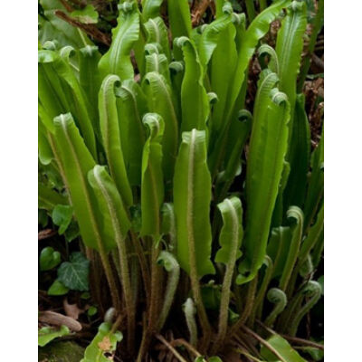 Phyllitis scolopendrium (Asplenium) - Gímpáfrány