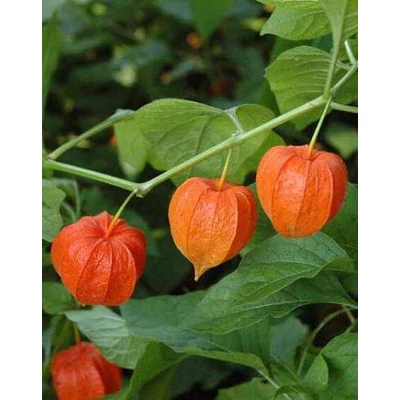 Physalis alkekengi 'Gnome' – Lampionvirág