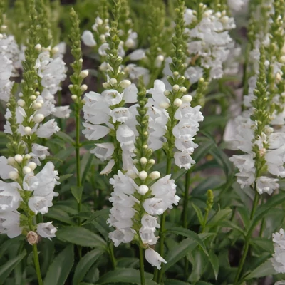Physostegia virginiana 'Miss Manners' – Virginiai füzérajak
