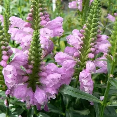 Physostegia virginiana 'Vivid' – Virginiai füzérajak
