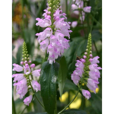 Physostegia virginiana 'Rosea' – Virginiai füzérajak