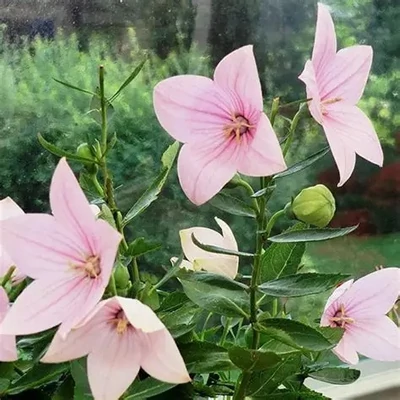 Platycodon grandiflorus 'Pop Star Pink' – Léggömbvirág