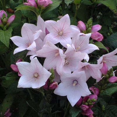 Platycodon grandiflorus 'Astra Rose' - Léggömbvirág