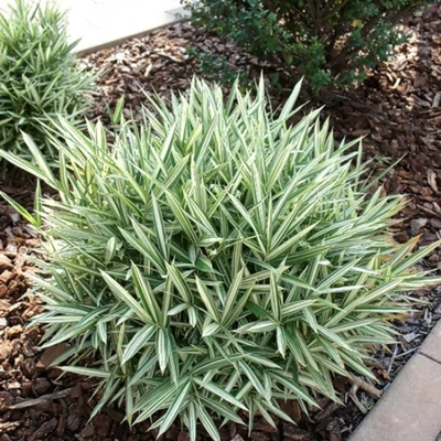 Pleioblastus variegatus – Törpe bambusz