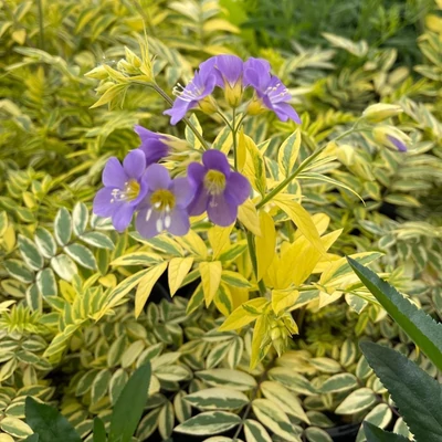 Polemonium 'Golden Feathers' – Csatavirág