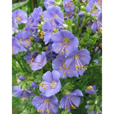 Polemonium caeruleum 'Bambino Blue' – Csatavirág