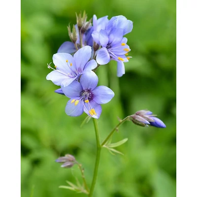 Polemonium caeruleum – Csatavirág