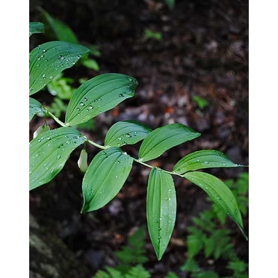 Polygonatum multiflorum – Fürtös salamonpecsét