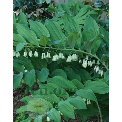 Polygonatum biflorum – Óriás salamonpecsét
