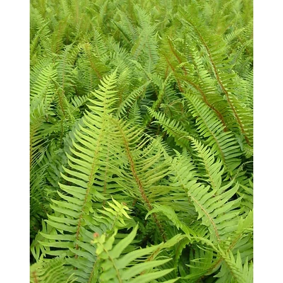 Polystichum munitum – Kardpáfrány