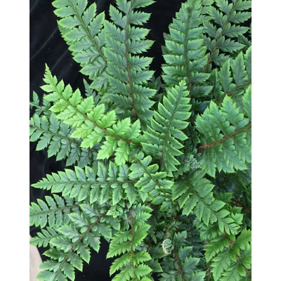 Polystichum neolobatum – Páfrány