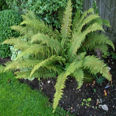 Polystichum setiferum 'Herrenhausen' - Díszes vesepáfrány