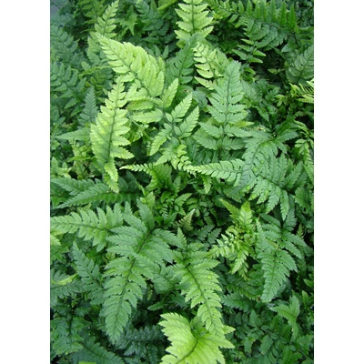 Polystichum tsus-simense - Koreai sziklai páfrány