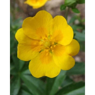 Potentilla crantzii – Havasi pimpó
