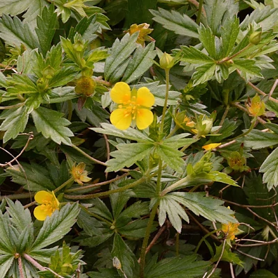 Potentilla erecta – Vérontófű (bio földben)